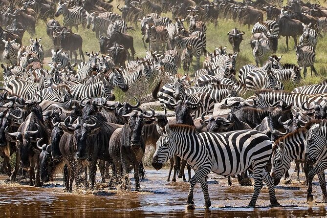 Multi-Day Camping Safari Experience in Arusha - Day 4: Sunrise in Serengeti and the move toward Ngorongoro