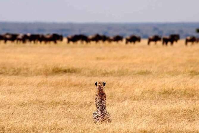 Multi-Day Camping Safari Experience in Arusha - Day 2: Reaching Lake Ndutu
