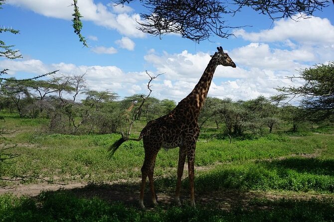 Multi-Day Tanzania Odssey Safari from Arusha - Day 4: From Ngorongoro to central Serengeti