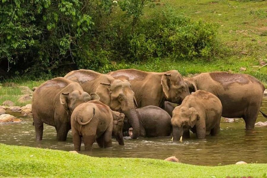 Munnar: Anakulam Jeep Safari with Waterfall and Elephant - Key points to know before booking