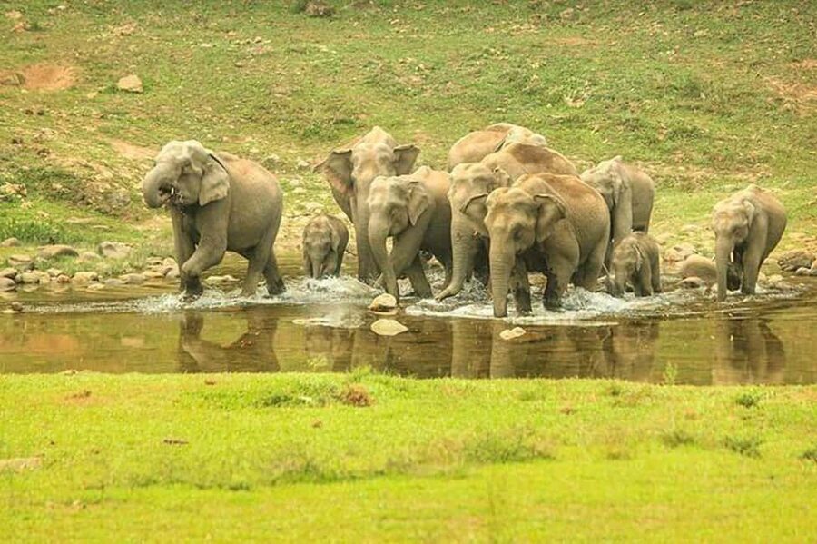 Munnar: Anakulam Jeep Safari with Waterfall and Elephant - Two waterfalls, two different stops