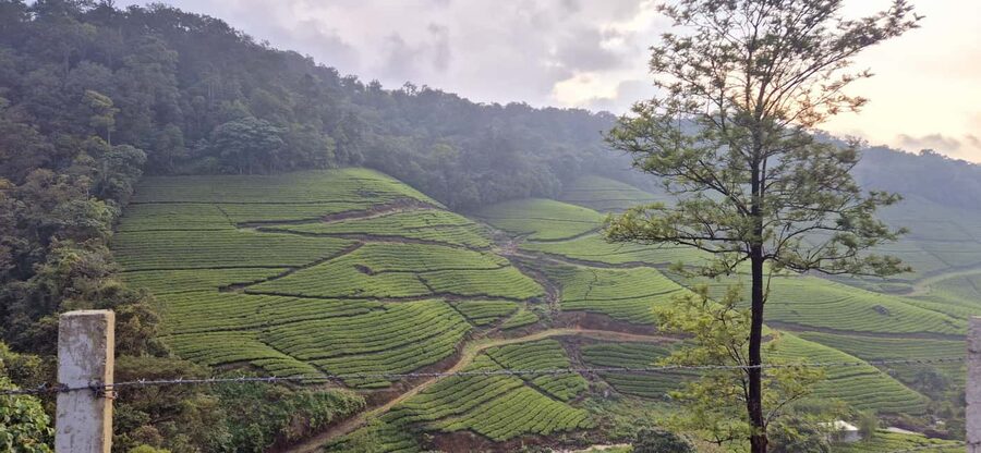 Munnar: Anakulam Jeep Safari with Waterfall and Elephant - Tiger Cave and the cost of added stops