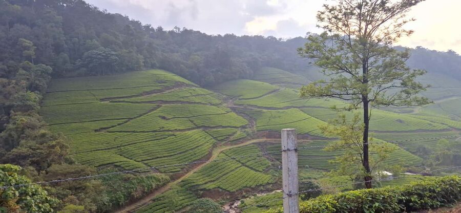 Munnar: Anakulam Jeep Safari with Waterfall and Elephant - Crossing Anakulam Waterfalls and the river