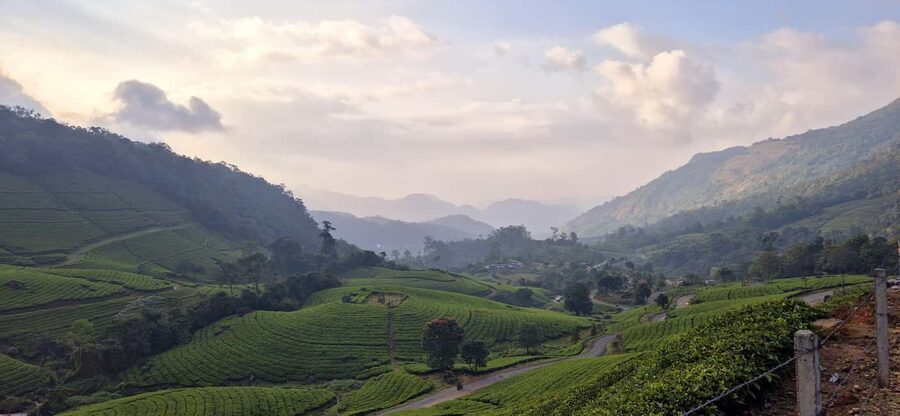 Munnar: Anakulam Jeep Safari with Waterfall and Elephant - What elephant viewing at Anakulam is really like