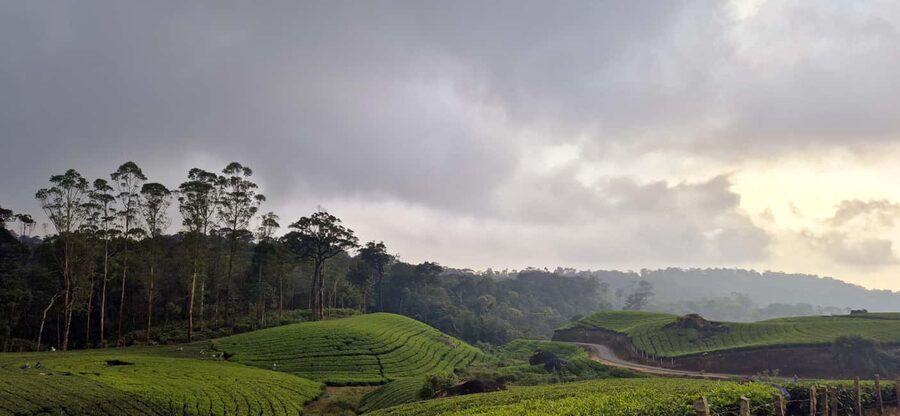Munnar: Anakulam Jeep Safari with Waterfall and Elephant - Is $65 good value for four people?