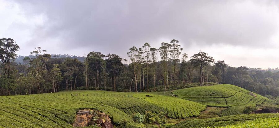 Munnar: Anakulam Jeep Safari with Waterfall and Elephant - Who will enjoy this Munnar day most?