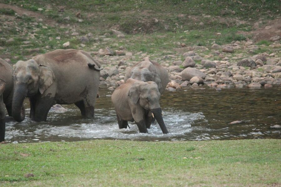 Munnar: Tea Garden and Elephant Safari Trip by 4x4 - What the $98 price really buys you