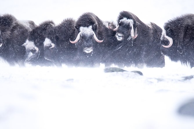 Musk ox Safari in Dovrefjell National Park, Oppdal Safari - Why musk ox make this a special Norwegian outing