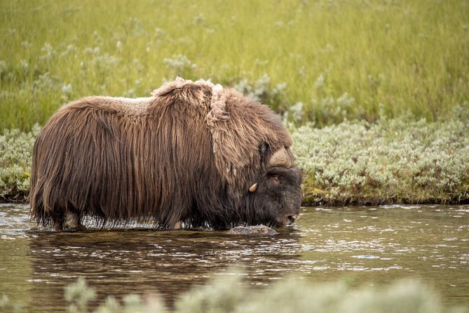 Musk ox Safari in Dovrefjell National Park, Oppdal Safari - What the musk ox sighting is really like