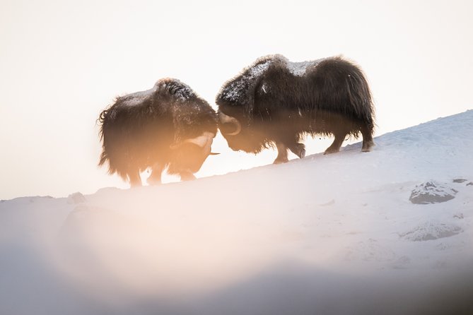 Musk ox Safari in Dovrefjell National Park, Oppdal Safari - Coffee, tea, and your own mountain lunch