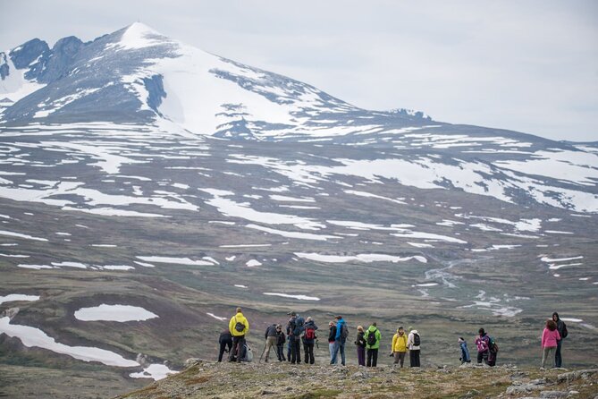 Musk ox Safari in Dovrefjell National Park, Oppdal Safari - How hard is the hike?