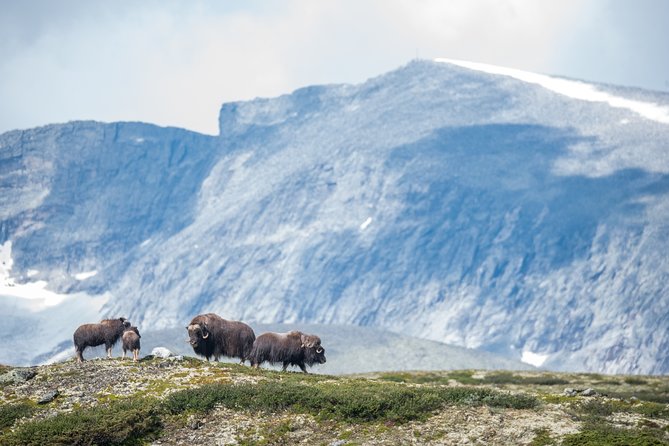 Musk ox Safari in Dovrefjell National Park, Oppdal Safari - Is $85.57 good value?