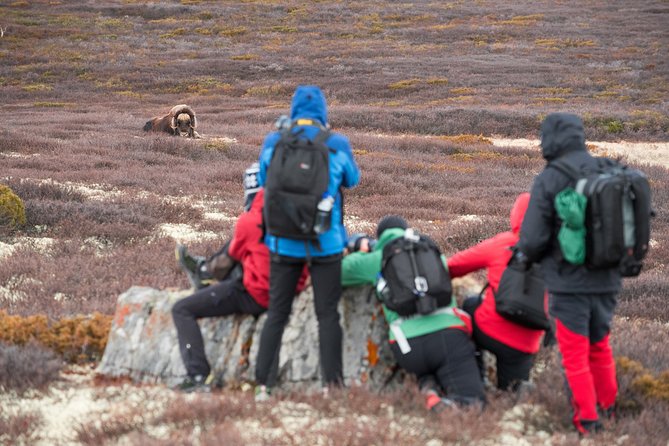 Musk ox Safari in Dovrefjell National Park, Oppdal Safari - Six hours across Dovrefjell National Park