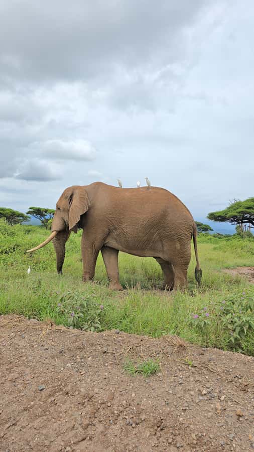 Nairobi: 3-Days 2-Nights Maasai Mara Group Safari in 4x4 - Who should book this Maasai Mara trip?