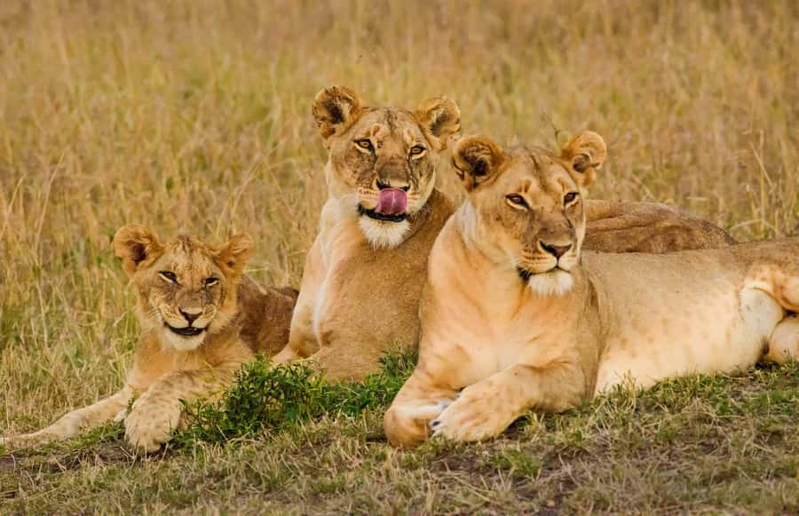Nairobi: 3-Days 2-Nights Maasai Mara Group Safari in 4x4 - FAQ