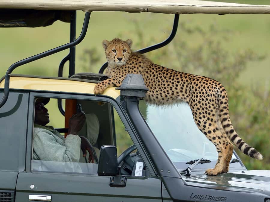 Nairobi: 4-Day Maasai Mara & Lake Nakuru Camping Safari - Why this four-day route works