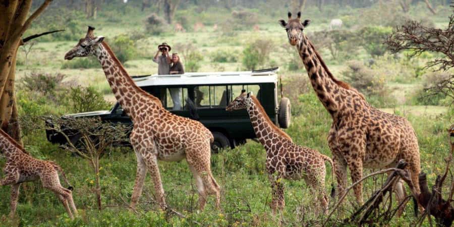 Nairobi: 4-Day Maasai Mara & Lake Nakuru Camping Safari - Day three: leaving the Mara for Lake Nakuru
