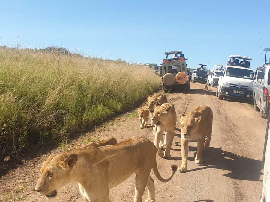 Nairobi: 4 Day Masai Mara and Lake Nakuru Camping Safari - Key points at a glance
