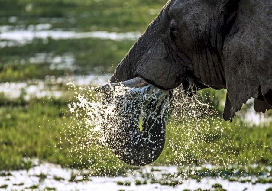 Nairobi: 4 Day Masai Mara and Lake Nakuru Camping Safari - What the $360 safari price really means