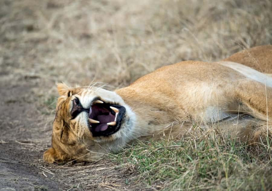 Nairobi: 4 Day Masai Mara and Lake Nakuru Camping Safari - Two nights beside the Maasai Mara