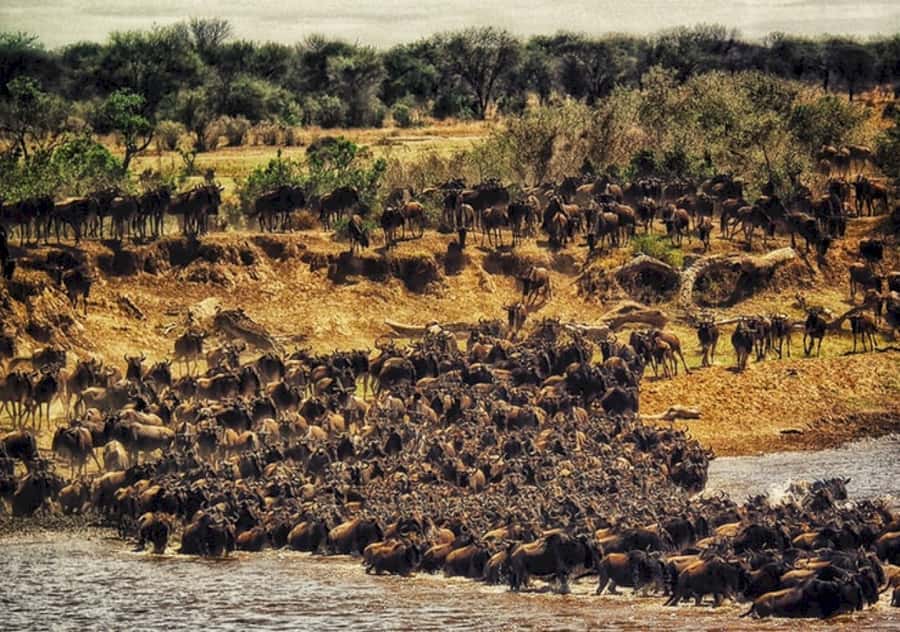 Nairobi: 4 Day Masai Mara and Lake Nakuru Camping Safari - Lake Nakuru’s white rhinos and giraffes