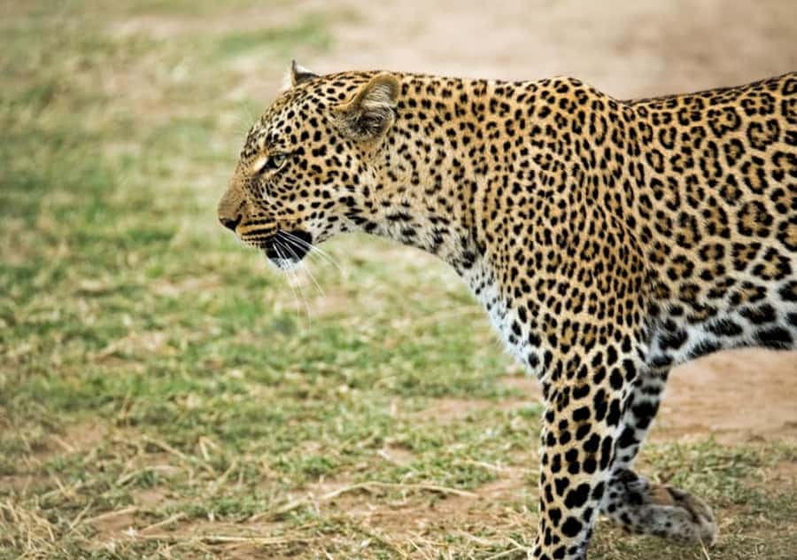 Nairobi: 4 Day Masai Mara and Lake Nakuru Camping Safari - Nairobi to the Mara, with a Rift Valley stop