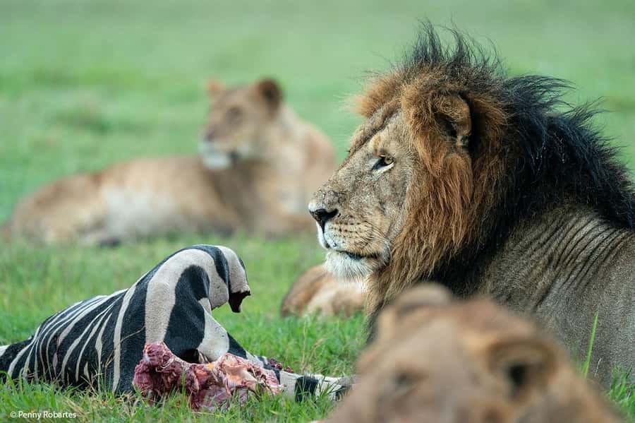 Nairobi: 4 Days Masai Mara & Lake Nakuru 4WD Camping Safari - Key points at a glance