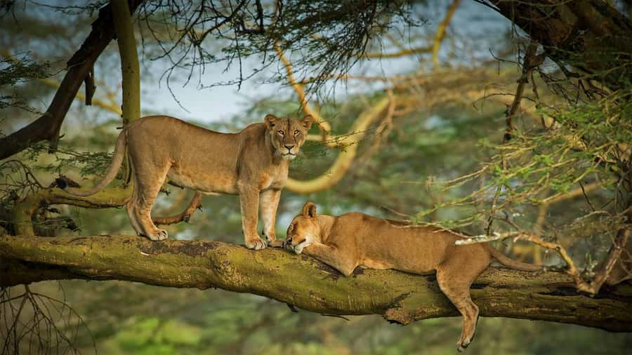 Nairobi: 4 Days Masai Mara & Lake Nakuru 4WD Camping Safari - What the four-day safari really offers