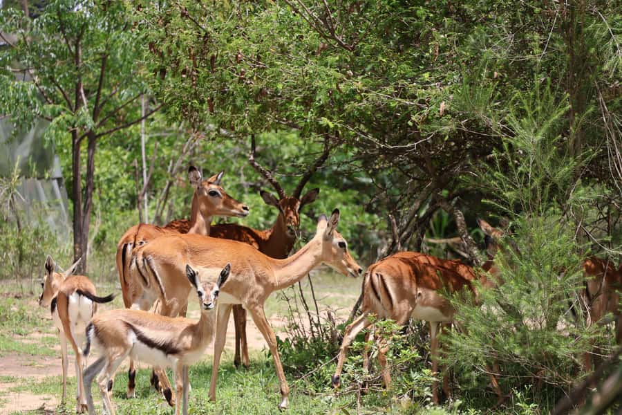 Nairobi: ATV/Quad Bike Wildlife Safari with Transfers & meal - A wildlife ride beyond the usual Nairobi game drive