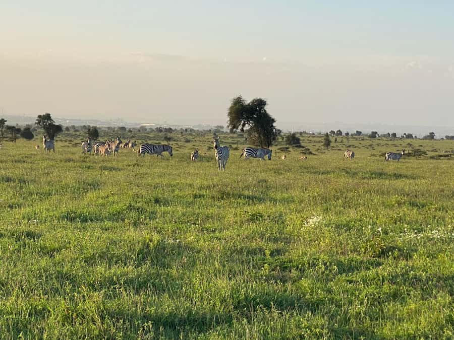 Nairobi: ATV/Quad Bike Wildlife Safari with Transfers & meal - Two hours through open savannah terrain