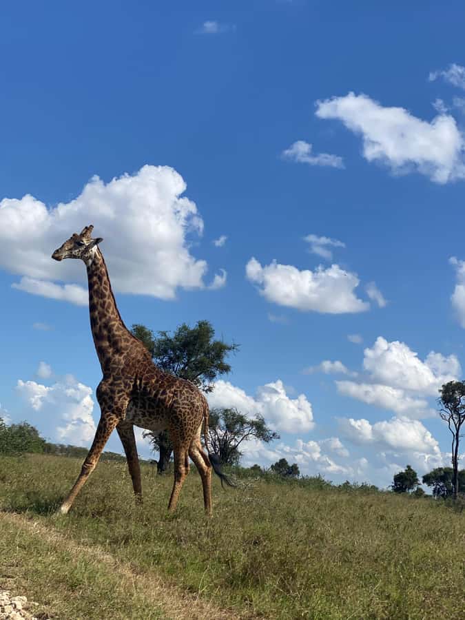 Nairobi: ATV/Quad Bike Wildlife Safari with Transfers & meal - Wildlife sightings without a guarantee