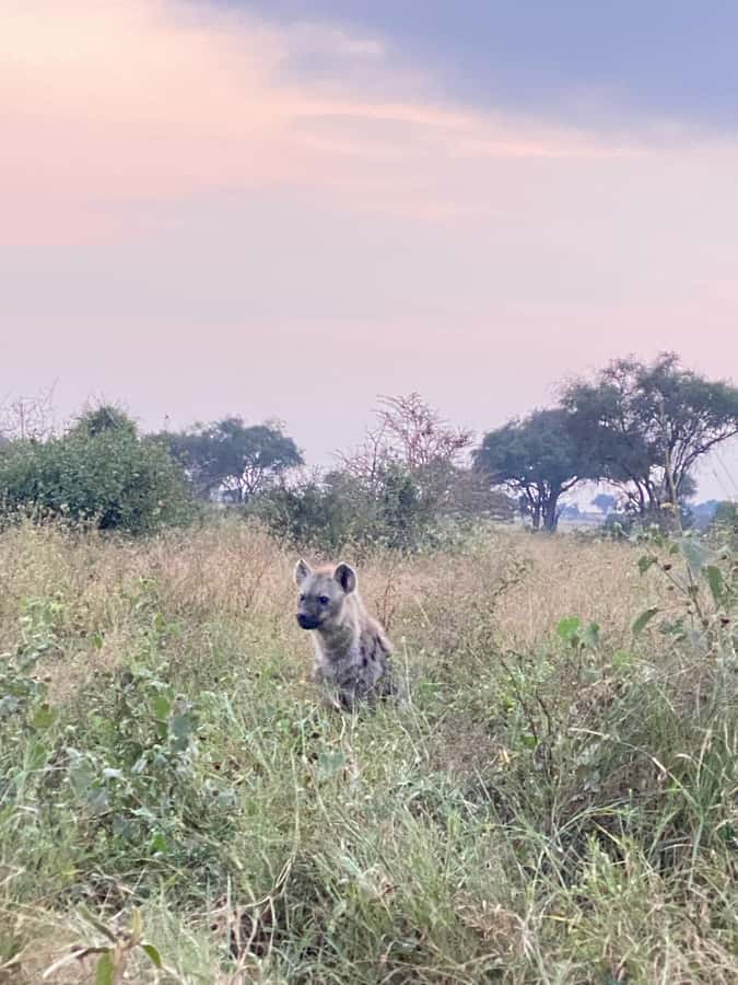 Nairobi: ATV/Quad Bike Wildlife Safari with Transfers & meal - Lunch by the pool or in the garden