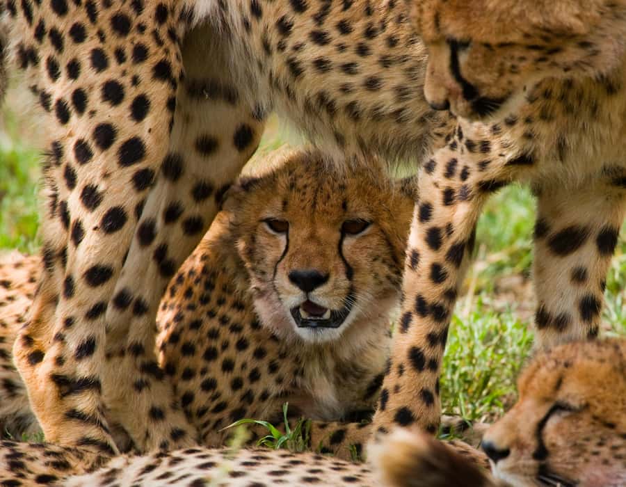 Nairobi: Day Trip to Maasai Mara Reserve & Maasai village - Key points to know before booking