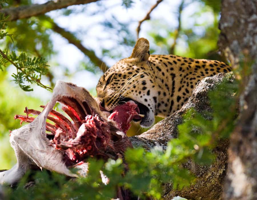 Nairobi: Day Trip to Maasai Mara Reserve & Maasai village - Why this Nairobi to Maasai Mara day trip works