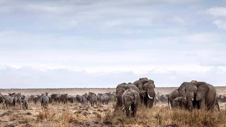 Nairobi: Day Trip to Maasai Mara Reserve & Maasai village - Shared van or 4x4 Land Cruiser