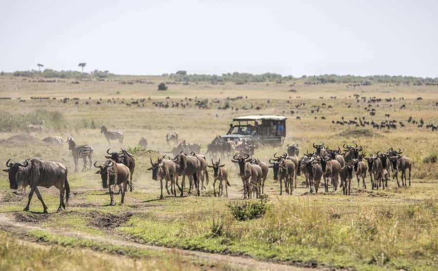Nairobi: Day Trip to Maasai Mara Reserve & Maasai village - A packed lunch in the reserve