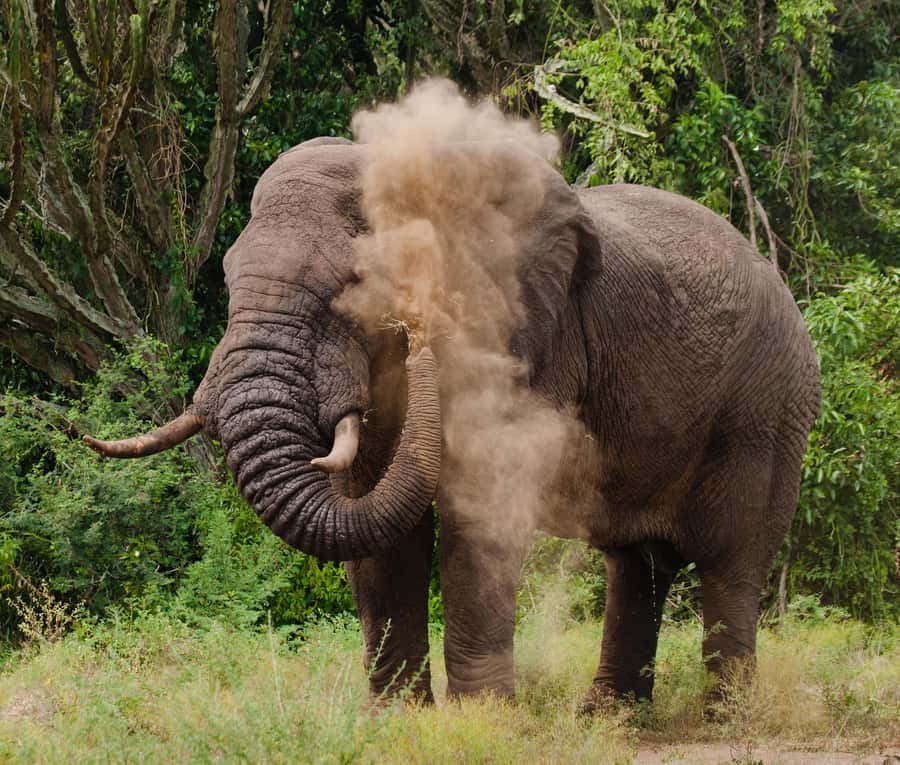 Nairobi: Day Trip to Maasai Mara Reserve & Maasai village - The afternoon game drive and the Big Five