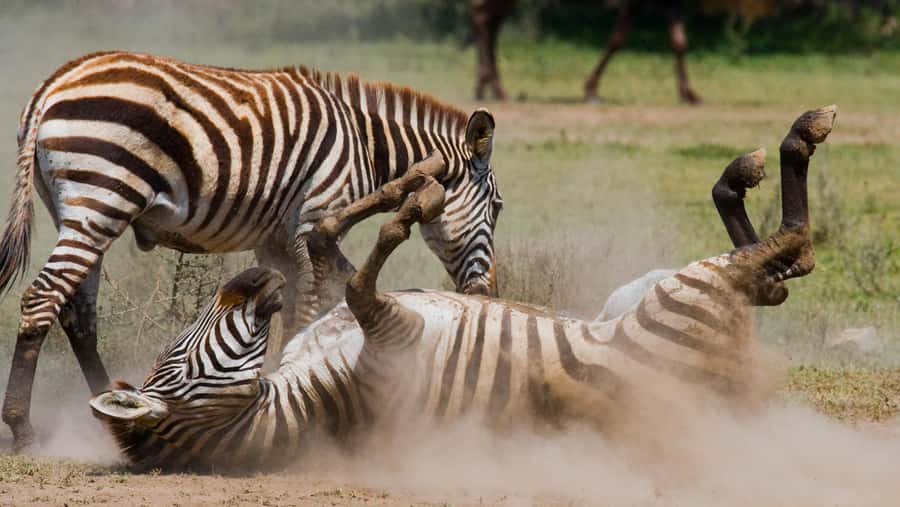 Nairobi: Day Trip to Maasai Mara Reserve & Maasai village - The optional Maasai village visit