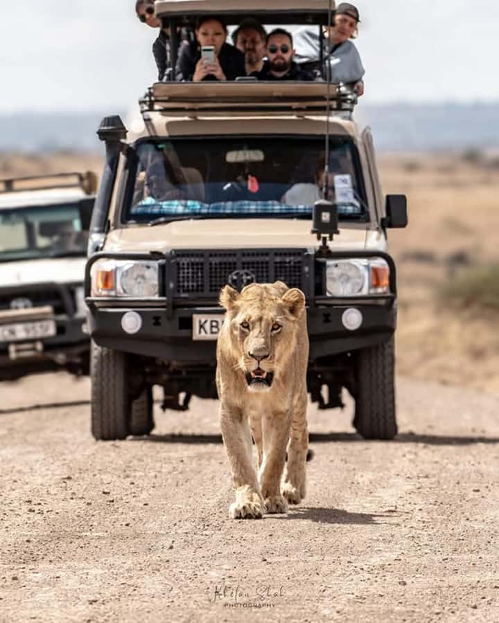 Nairobi: Nairobi National Park Half-Day Game Drive - Why Nairobi National Park makes a strong short safari