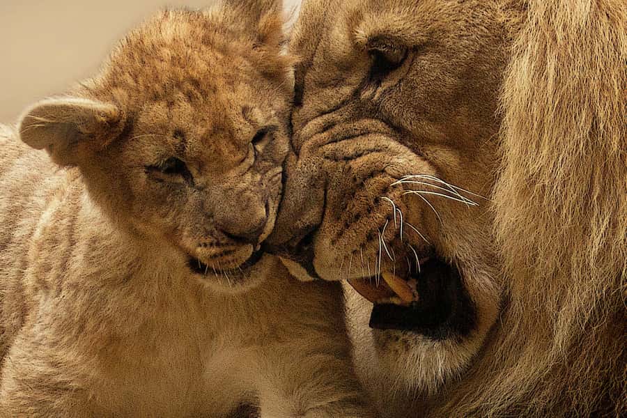 Nairobi: Nairobi National Park Half-Day Game Drive - The guides can shape the whole outing