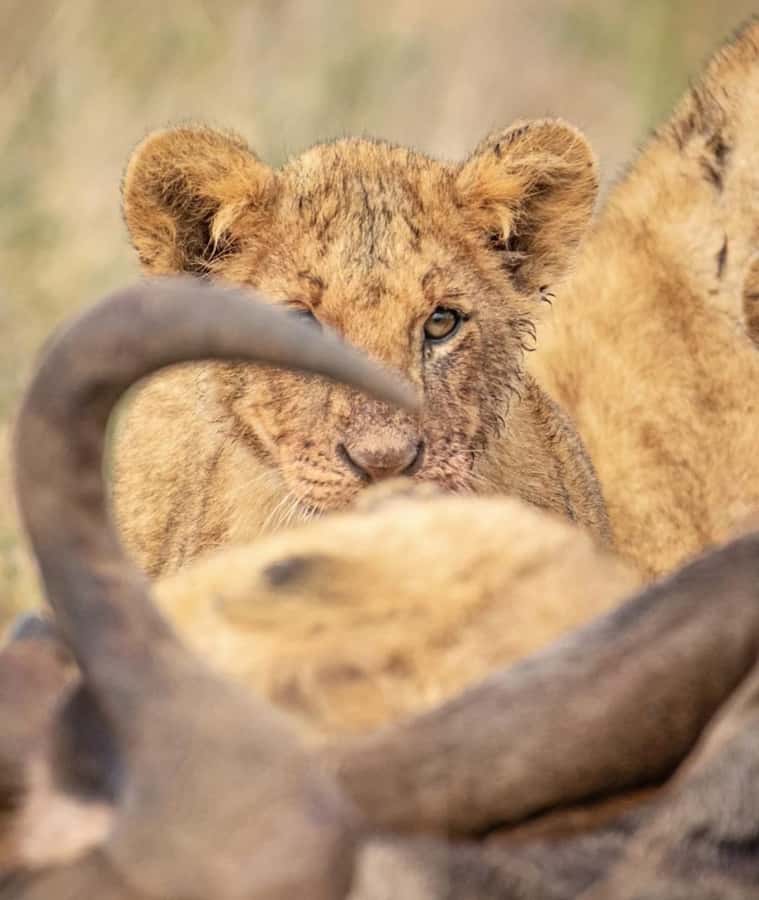 Nairobi: Nairobi National Park Half-Day Game Drive - What the $36 price really covers