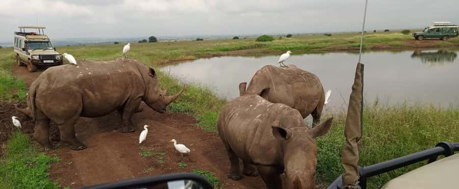 Nairobi National Park 5-hour Guided Game Drive Free Pick up - Key points to know before you book
