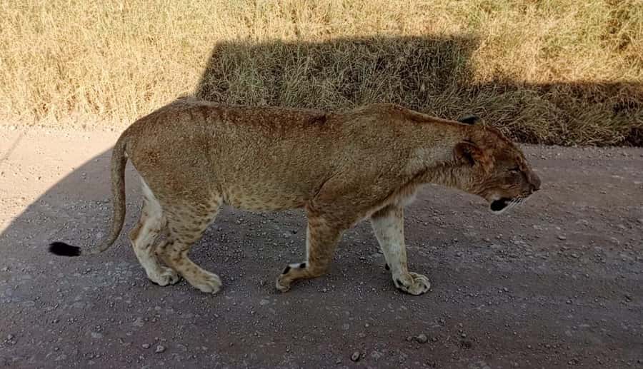 Nairobi National Park 5-hour Guided Game Drive Free Pick up - A real safari beside Nairobi’s skyline