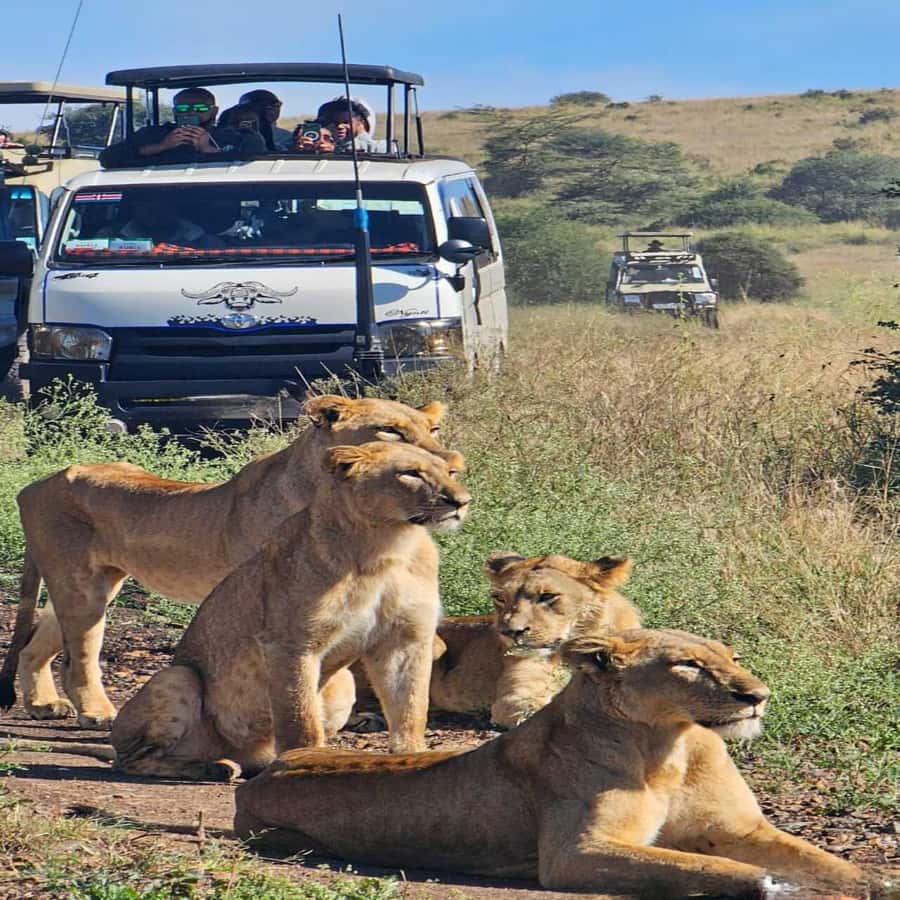 Nairobi National Park 5-hour Guided Game Drive Free Pick up - Five hours among lions, rhinos, and open grassland