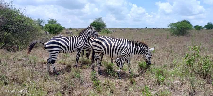 Nairobi National Park 5-hour Guided Game Drive Free Pick up - Morning or afternoon: choose your timing carefully
