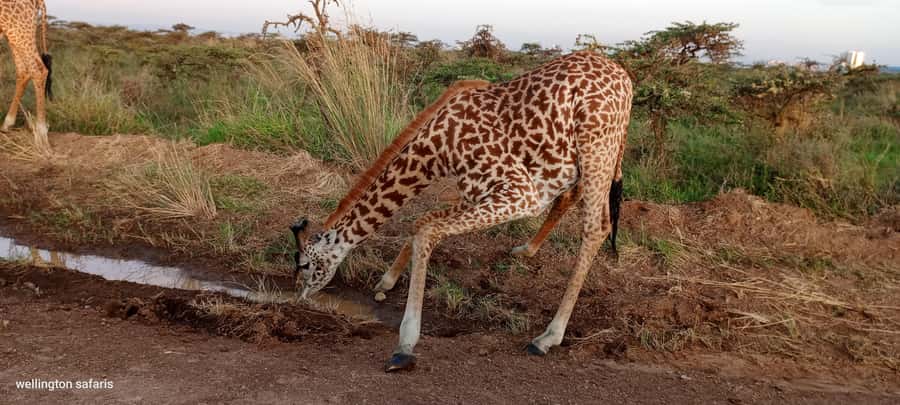 Nairobi National Park 5-hour Guided Game Drive Free Pick up - What the guide adds to the experience