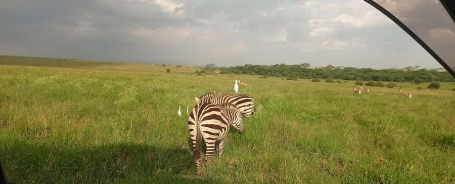 Nairobi National Park 5-hour Guided Game Drive Free Pick up - Who should book this Nairobi safari?