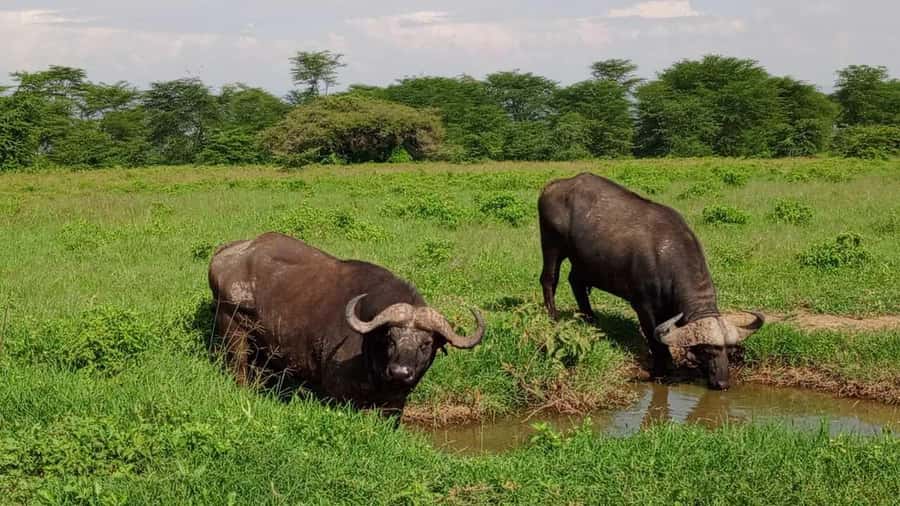Nairobi National Park 5-hour Guided Game Drive Free Pick up - Pickup, vehicle, and the short ride to the gate