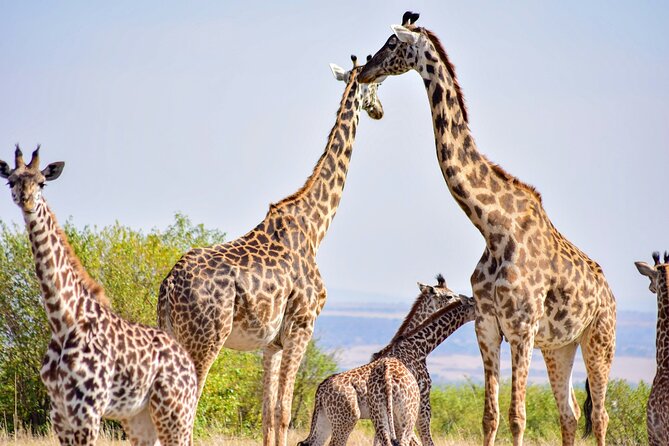 Nairobi: National Park Early Morning or Afternoon Game Drive - Three hours of searching for lions and rhinos