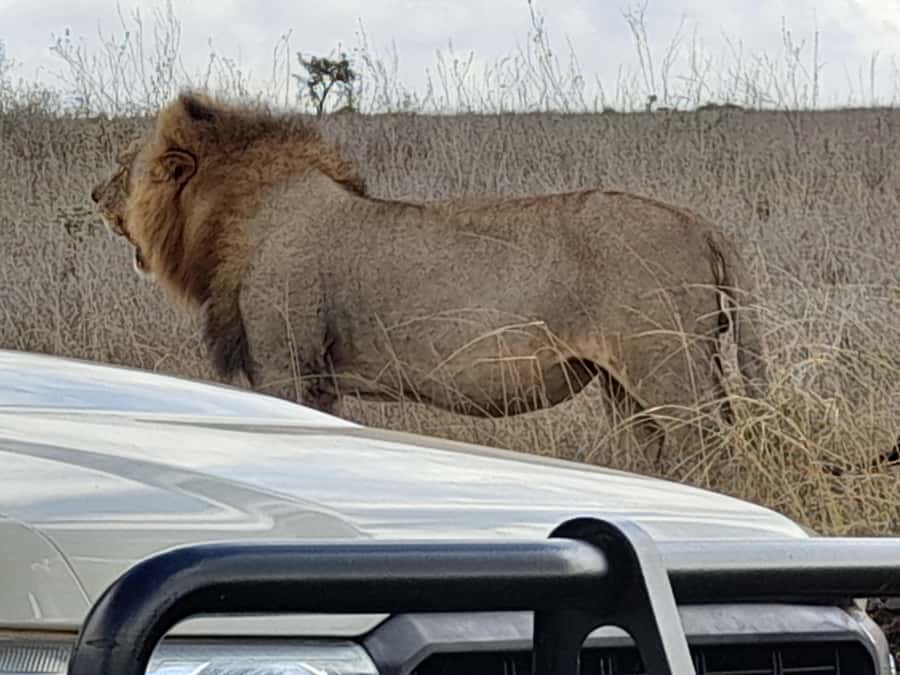 Nairobi: National Park Early Morning or Afternoon Game Drive - What the ratings tell you about the experience